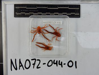 Media type: image;   Invertebrate Zoology 139215